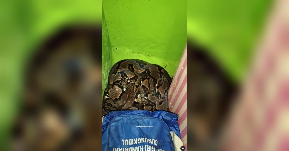 Detik-Detik Menegangkan Warga Temukan Ular Piton dalam Rumah, Sembunyi di Balik Lemari