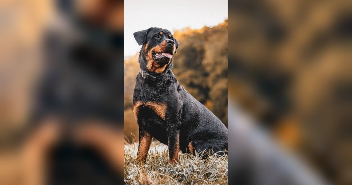 Aksi 'Heroik' Anjing Selamatkan Petani dari Serangan Beruang