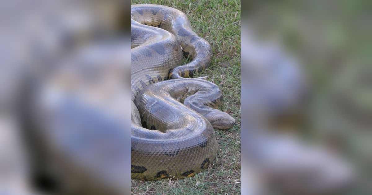 Asyik Amati Anaconda Lagi Santai dalam Air, Pemandu Kaget Tiba-tiba Kepala Ular Itu Menyembul Keluar, Endingnya Mengejutkan