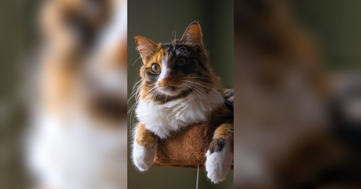 Mitos Kucing Ekor Bengkok, Disebut Miliki Kemampuan Supranatural
