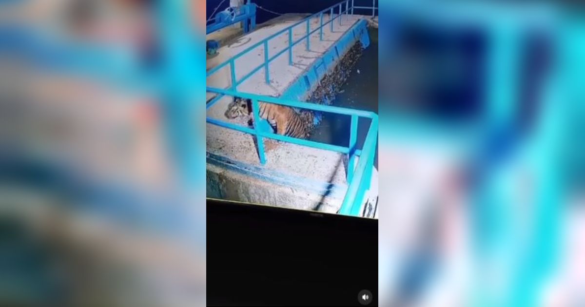 Viral Detik-Detik Harimau Berenang di Bendungan Pasaman Barat, Warga Diminta Waspada
