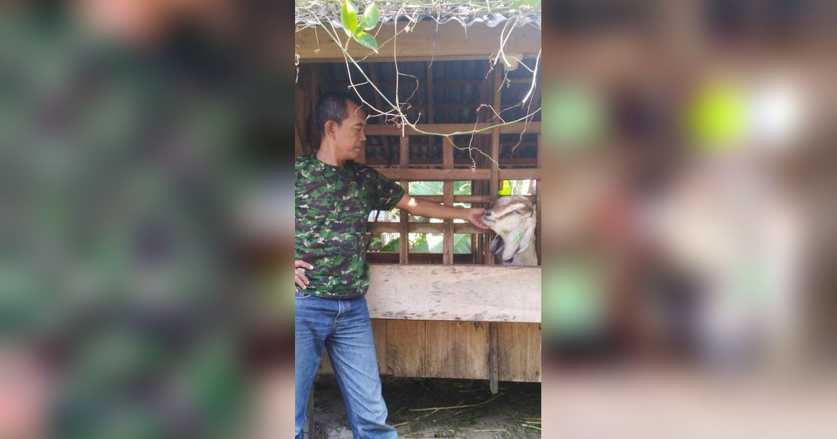 Berawal dari Kena PHK, Pria Ini Kembangkan Metode Efisien Beternak Kambing Tanpa Harus “Ngarit”