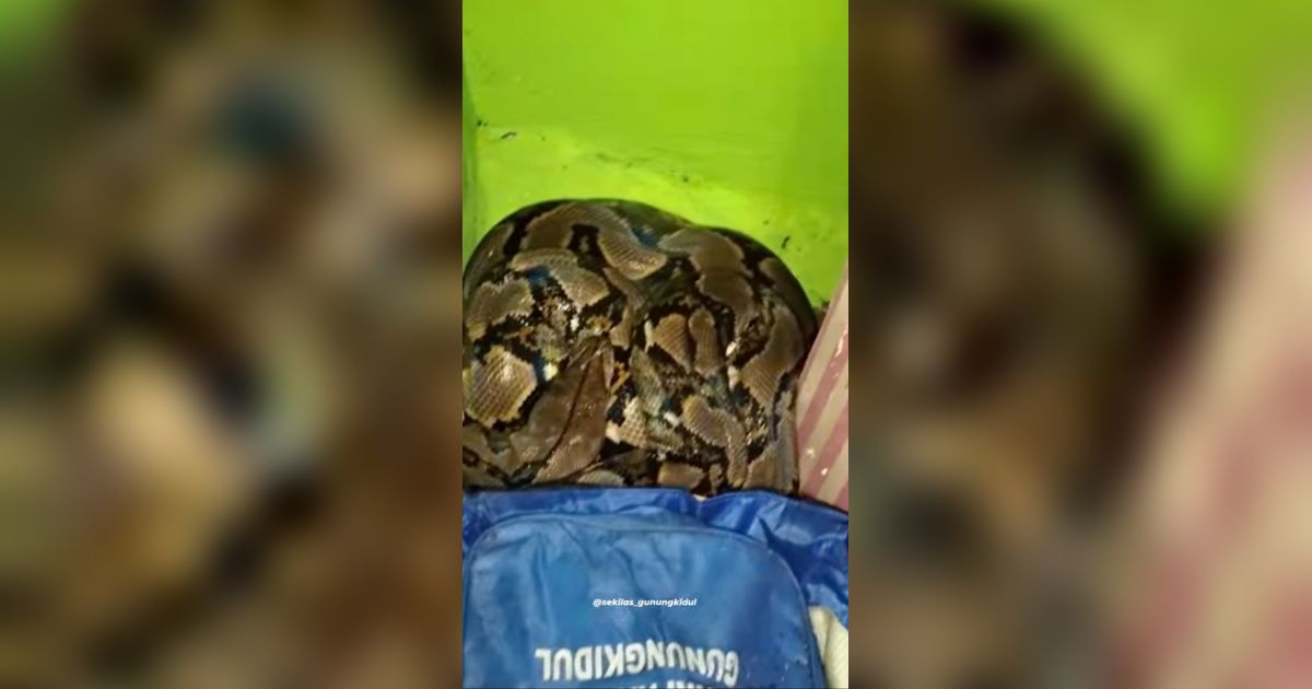 Sekeluarga Kaget, Penampakan Ular Piton Ukuran Jumbo Melingkar di Belakang Lemari Ini Bikin Heboh Warga