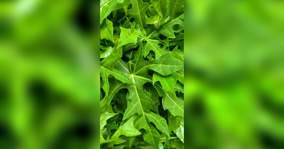 Walau Rasanya Pahit, Daun Pepaya Dikenal Bermanfaat untuk Tangkal Gula Darah