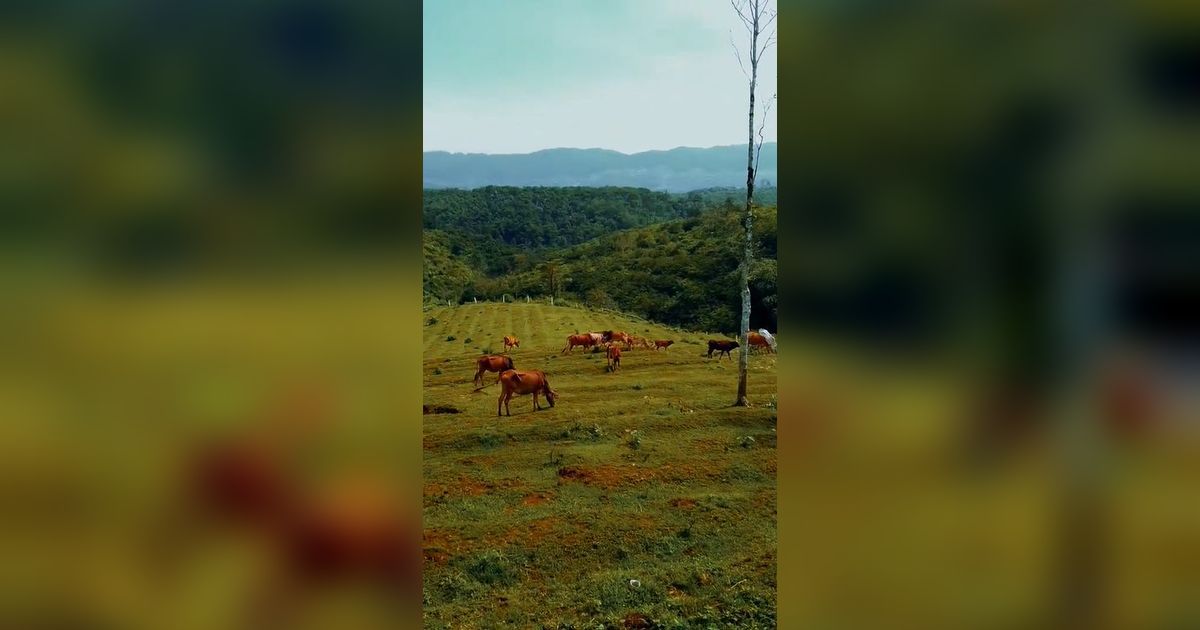 Menjelajahi Desa Cibeureum Ciamis yang Memesona, Bisa Lihat Budidaya Sapi di Alam Terbuka Mirip di Selandia Baru