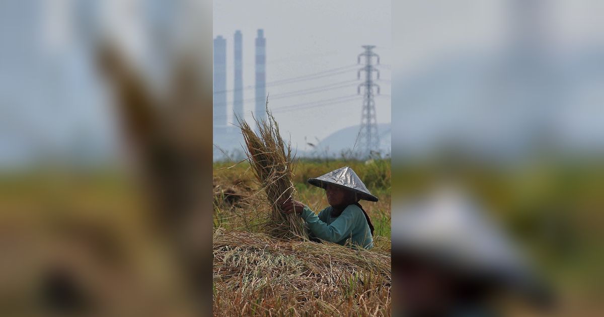 Terserang El Nino dan Anomali Mahalnya Harga Beras