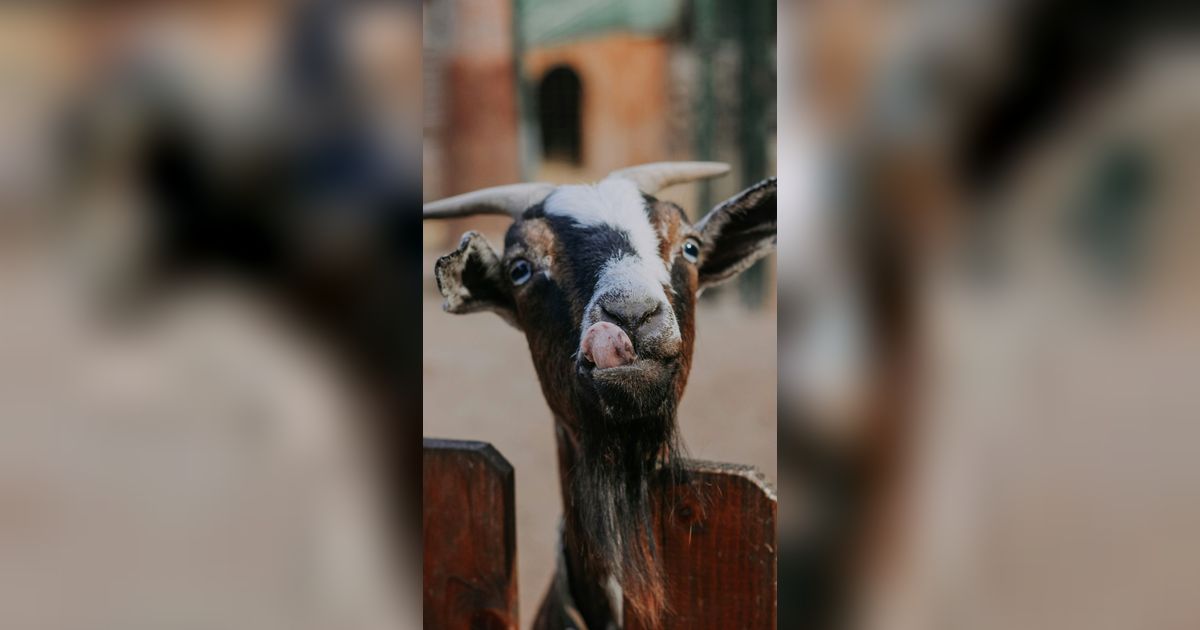 Perbedaan Kambing PE dan Jawa Randu, Ini Penjelasan Lengkapnya