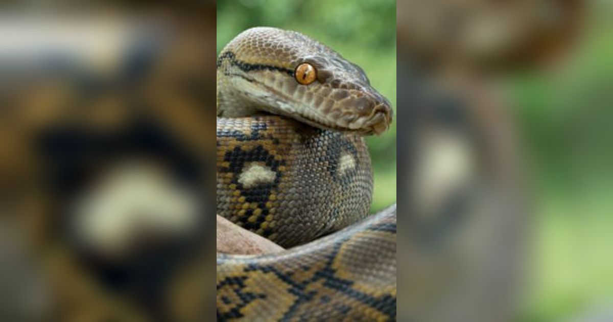 Ular Piton 5 Meter Resahkan Pedagang Ayam Bener Meriah, Tertangkap saat Sembunyi di Jembatan