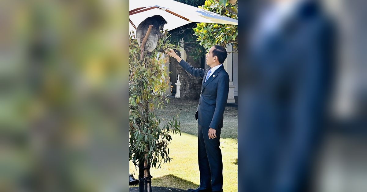Momen Jokowi Berinteraksi dengan Koala di Australia
