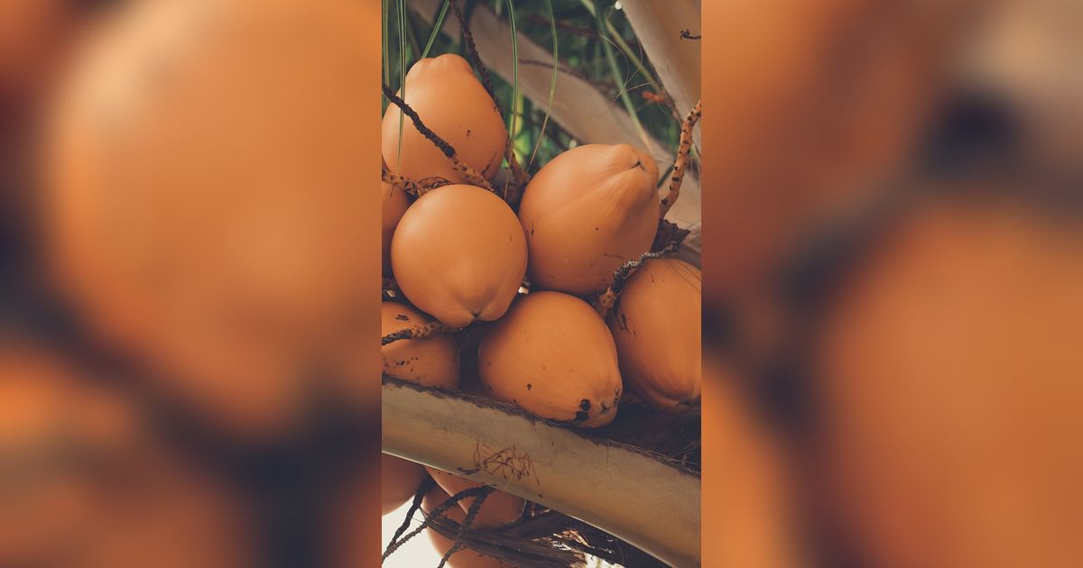 Pemerintah Bakal Sulap Buah Kelapa Tak Layak Konsumsi Jadi Bahan Bakar Pesawat