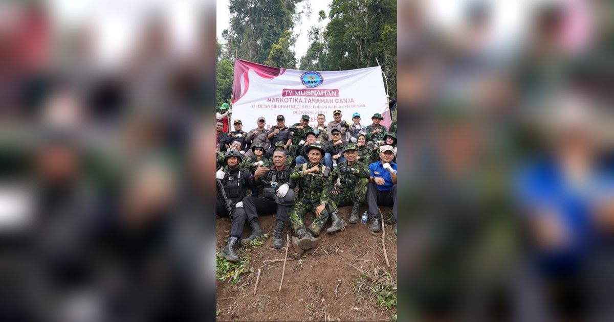 BNN Musnahkan 4 Hektare Ladang Ganja di Aceh