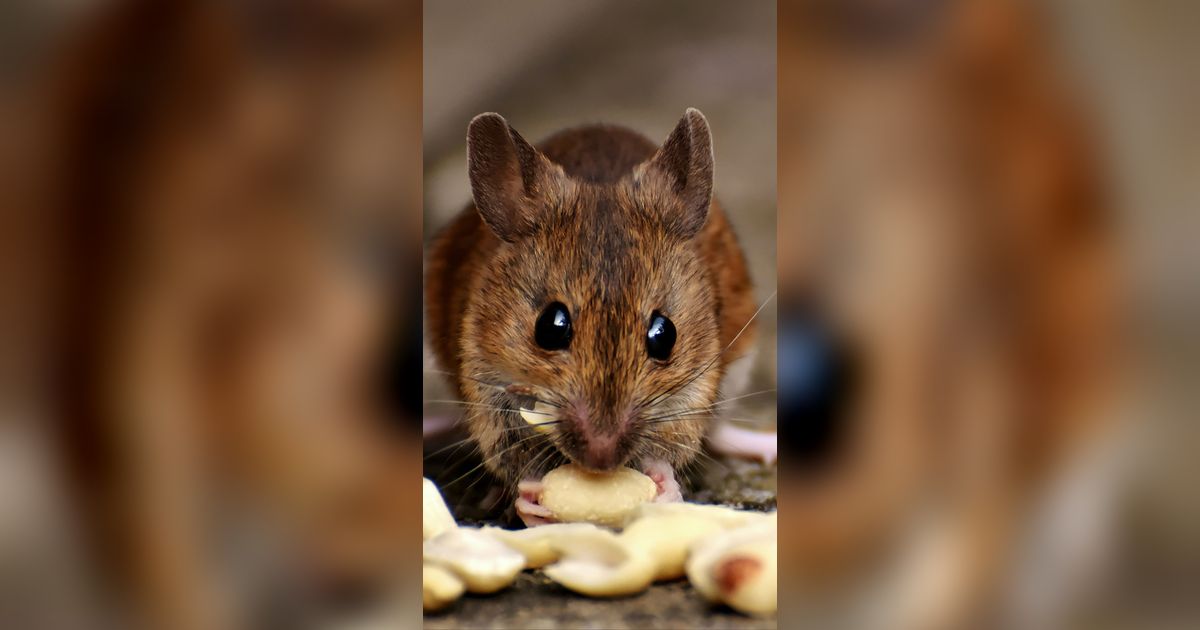 Doa Pengusir Tikus dari Rumah dan Sawah yang Ampuh Bikin Gak Datang Lagi