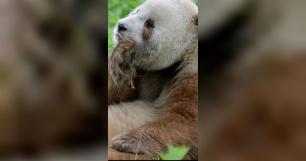 Ilmuwan Berhasil Pecahkan Misteri Mengapa Panda Langka Ini Berwarna Cokelat, Bukan Hitam-Putih, Begini Penjelasannya