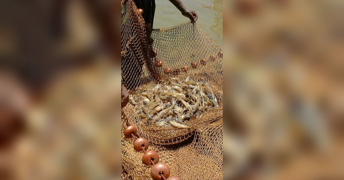 Mengintip Kondisi Industri Udang Indonesia dan Peluang di 2024