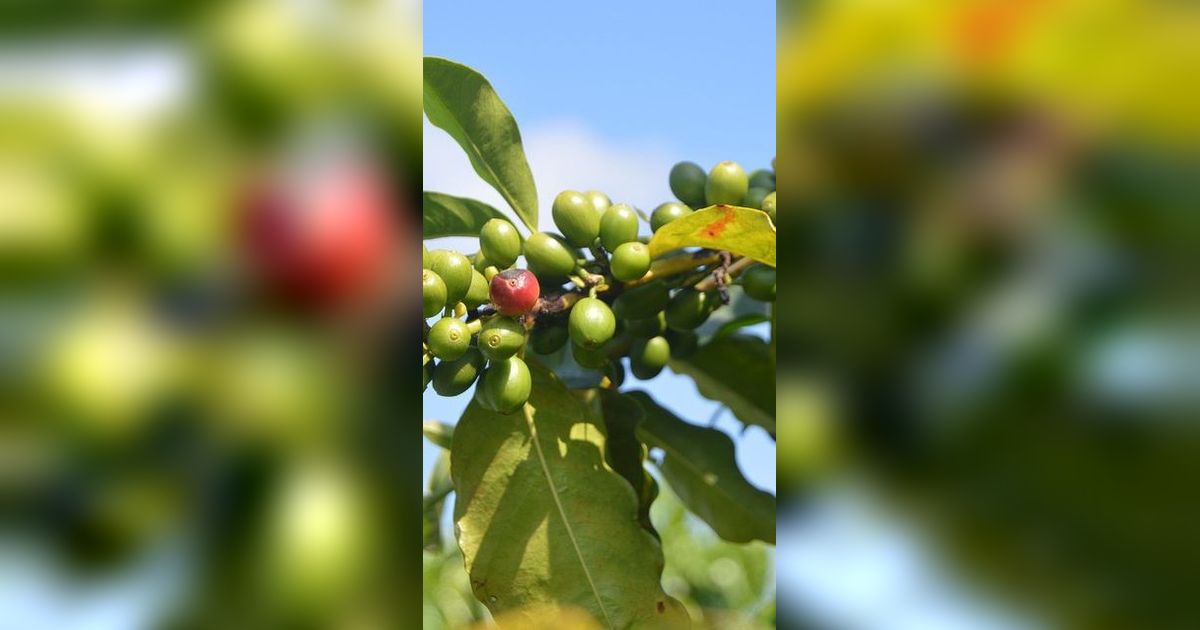 Dukung Pertanian Berkelanjutan, Surveyor Indonesia Gandeng Sekolah Tani Replanting Tanaman Kopi