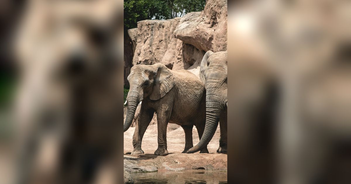 Without Love, These 7 Animals Reproduce Only for Pleasure