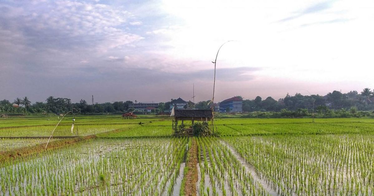 Kisah di Balik Lumbung Padi di Purwakarta, Ternyata Bikinan Kerajaan Mataram