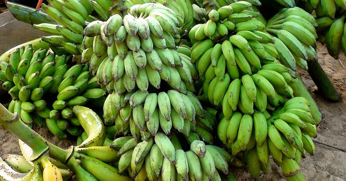 Suhu Bumi Makin Panas, Petani di Korea Mulai Tanam Pisang hingga Pepaya