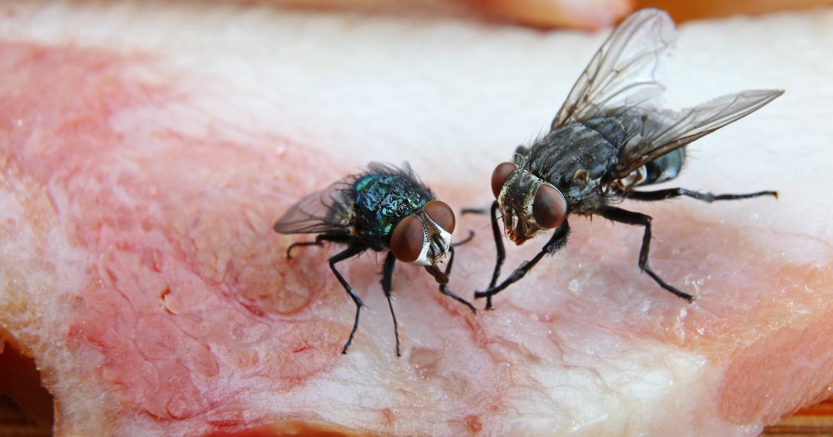 Seekor Lalat Hinggap di Makanan, Apakah Makanan Itu Masih Aman untuk Dimakan? Ilmuwan Punya Jawaban Mengejutkan