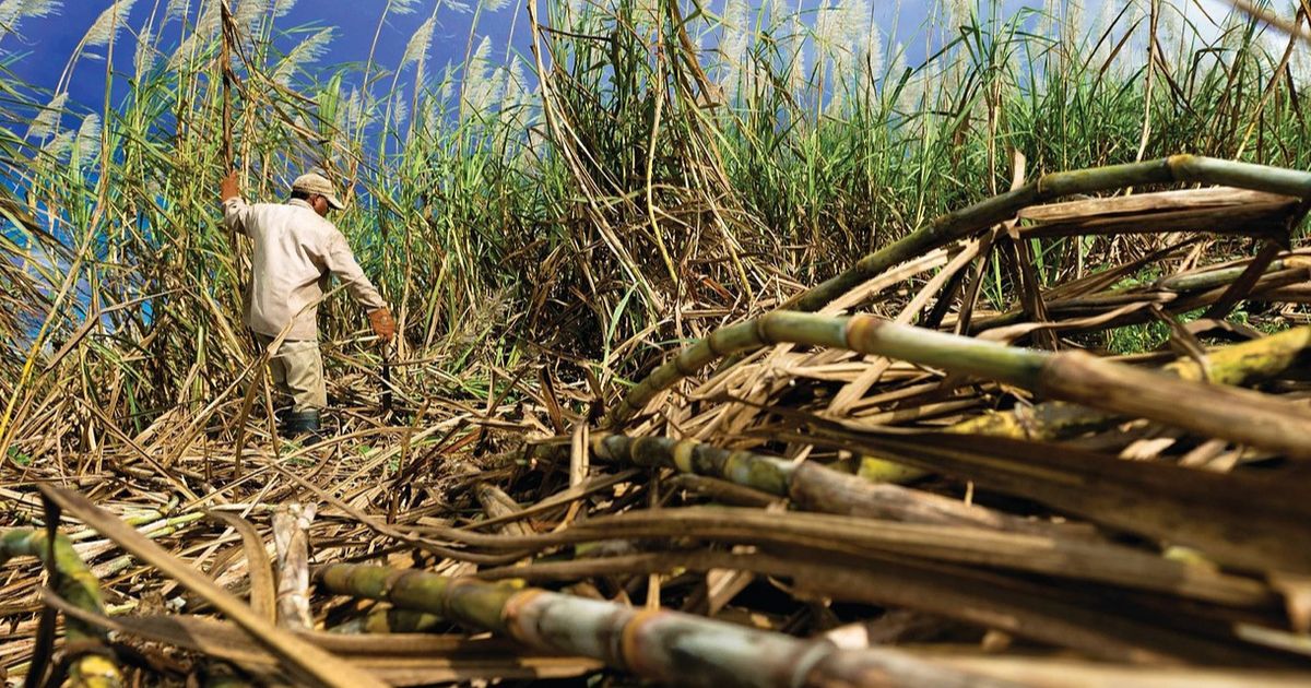 Petani Tebu Kini Bisa Dapat KUR dan Dibayar saat Panen