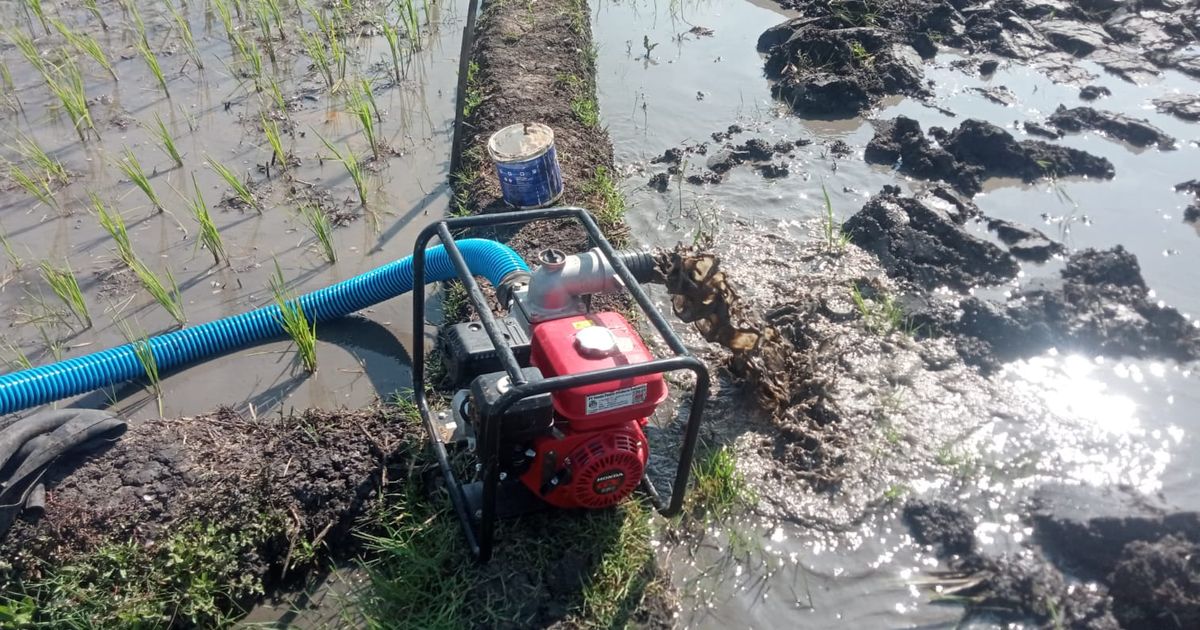 Mentan Masifkan Pompanisasi Hadapi Kekeringan Panjang