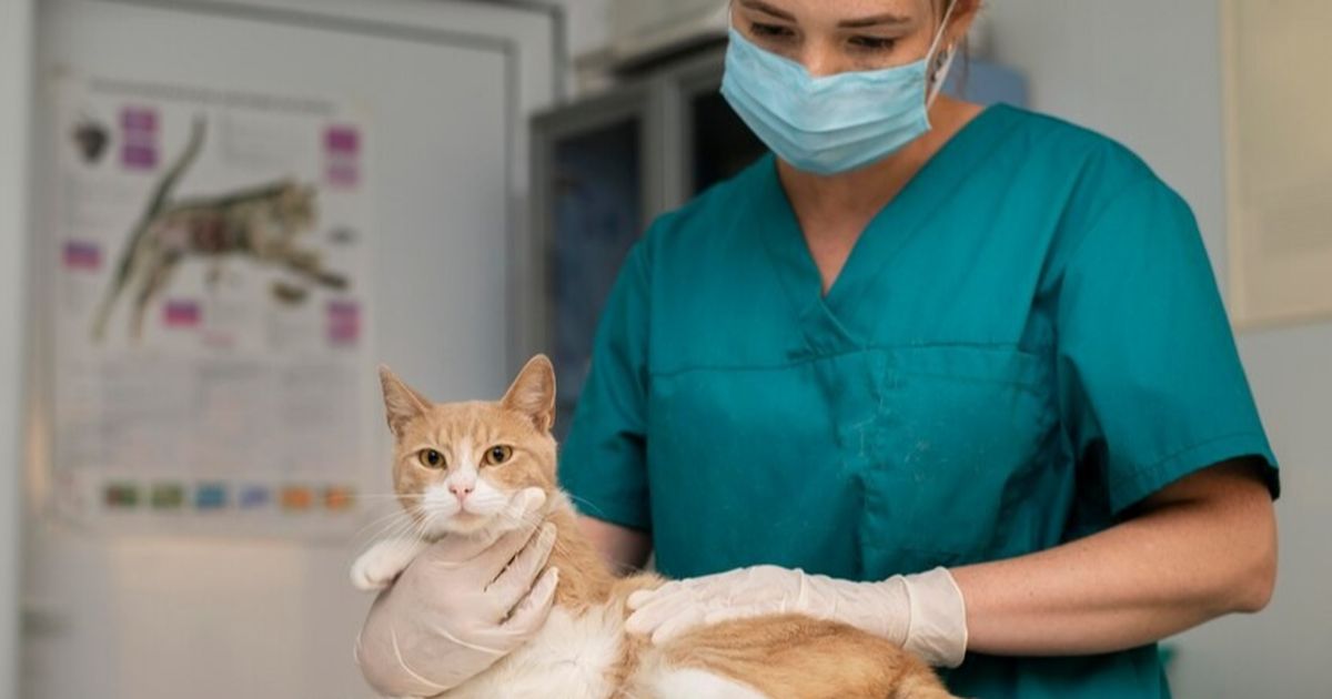 Ini Cara Tepat Mengatasi Kucing yang Terkena Gejala Chlamydia, Pawrents Harus Tahu