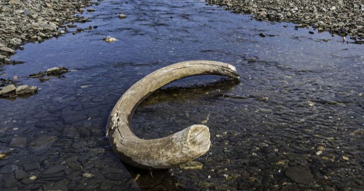 Sedang Memancing di Sungai dengan Ayahnya, Bocah Ini Temukan Tulang Gajah Purba Berusia 100.000 Tahun