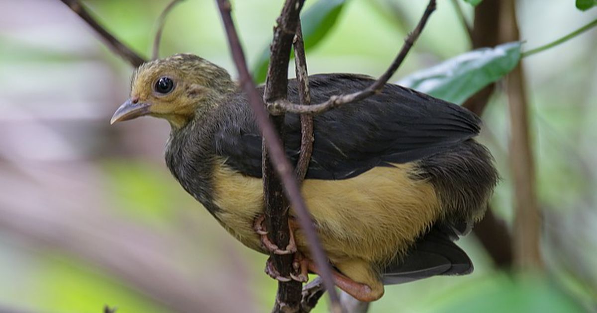 Kenalan dengan Maleo Senkawor, Burung Unik dan Terancam Punah yang Hanya Ditemukan di Pulau Sulawesi