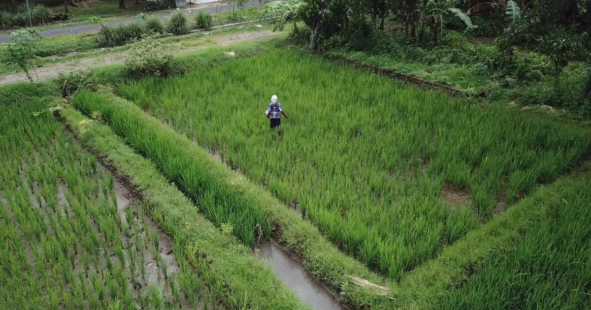 Ada Program Makan Bergizi Gratis, tapi Anggaran Kementan dan Luas Tanam Padi Terus Menurun