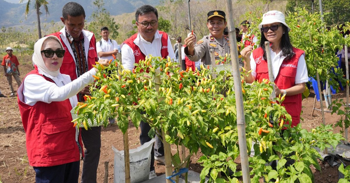 Dukung Ketahanan Pangan, Nelayan Ini 'Sulap' Pekarangan Jadi Lahan Bercocok Bertanam