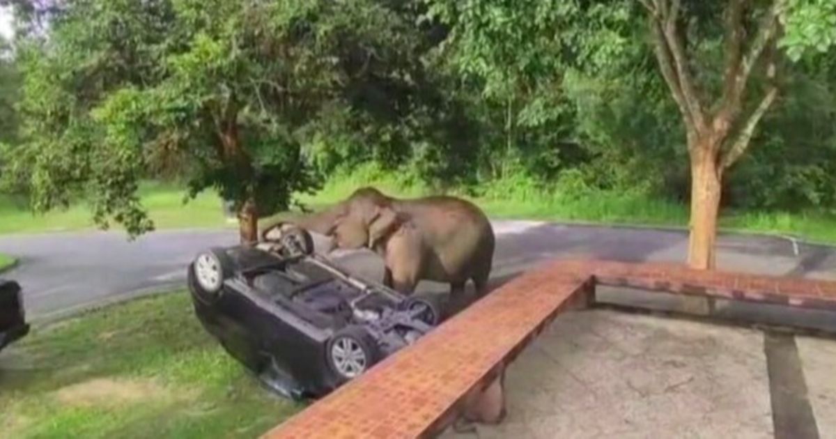 Insiden Gajah di Taman Nasional Khao Yai Akibatkan Mobil Wisatawan Terbalik