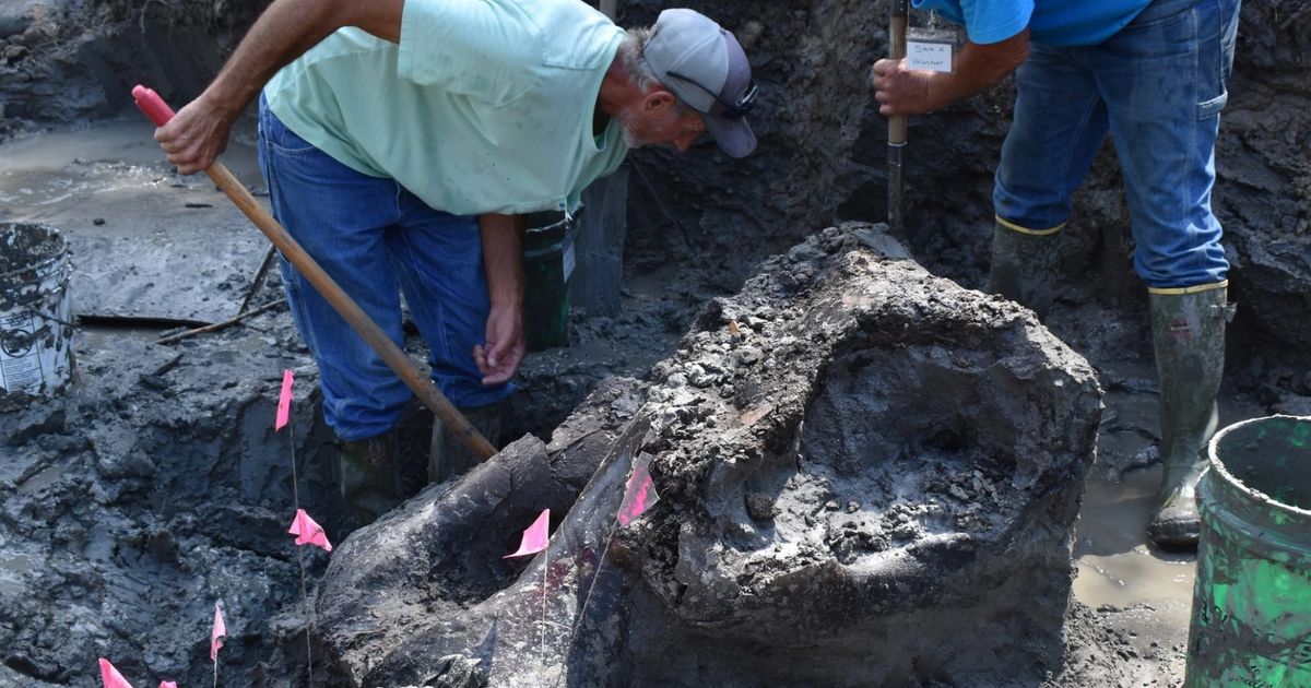 Menggali Selama 12 Hari di Sungai, Arkeolog Temukan Fosil Mastodon Paling Awet Berusia 13.600 Tahun