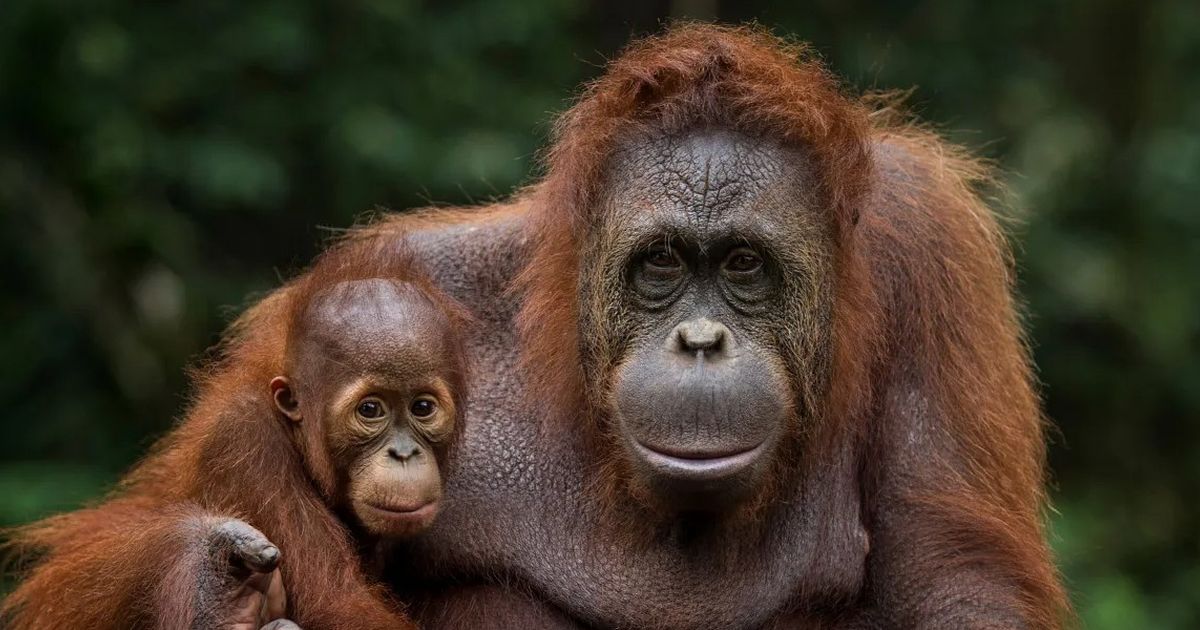 Mengupas Hari Orangutan Sedunia, Ini Sejarah dan Fakta Primata Asli Indonesia