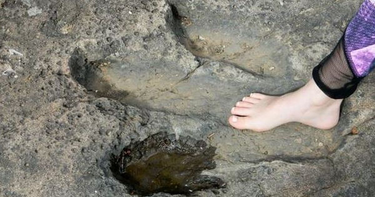 Jalan-Jalan di Pantai Bareng Ibunya, Bocah Ini Temukan Lima Tapak Kaki Dinosaurus Berusia 200 Juta Tahun