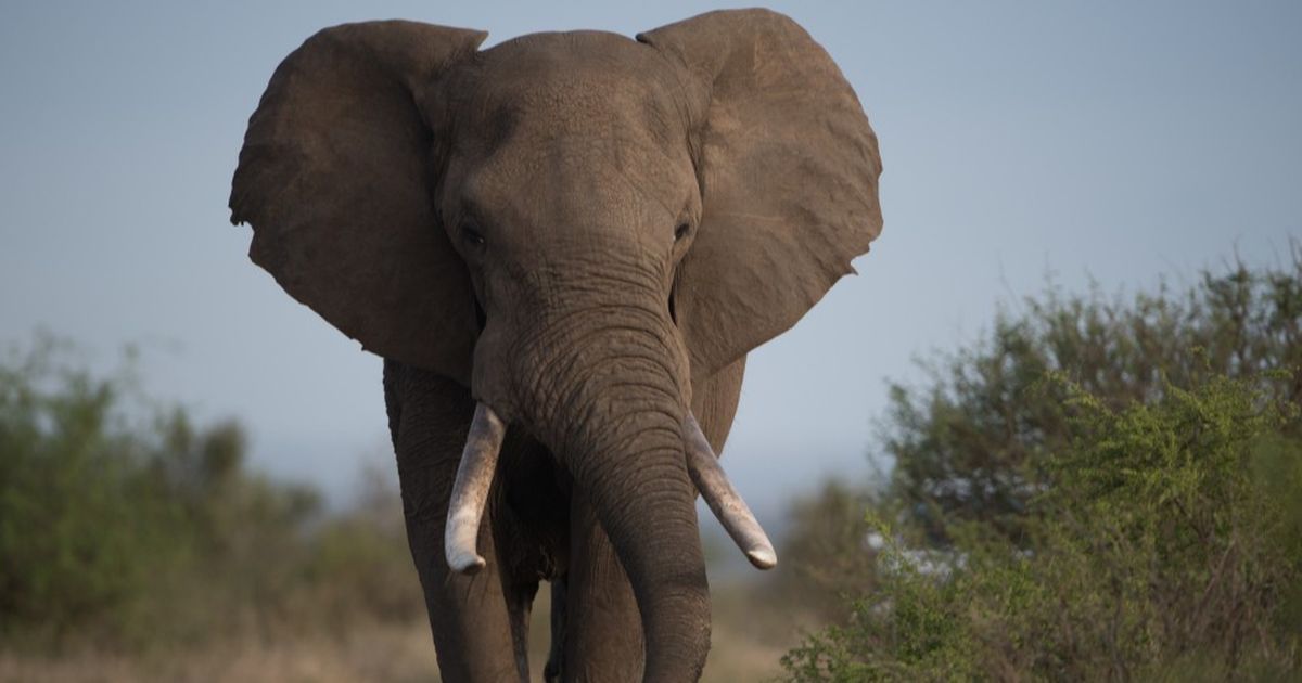 Sepasang Gajah di Solo Safari Mati, Ini Penjelasan BKSDA