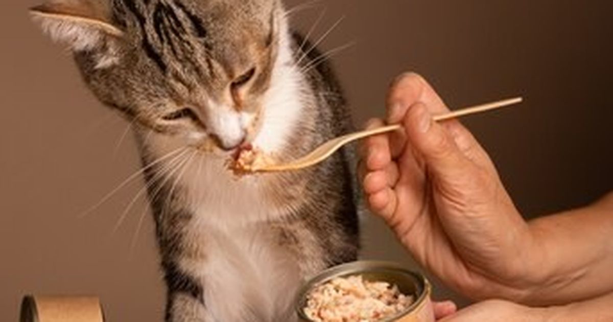 Kucing Makan Nasi? Ternyata Ini yang Harus Diperhatikan dan Efeknya Terhadap Tubuh Kucing