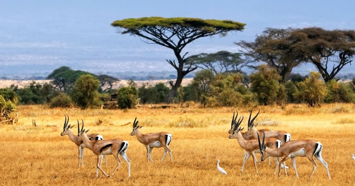 Transformasi Taman Nasional Baluran dari Masa ke Masa, Berawal dari Hutan Jati Kini Terkenal sebagai Africa Van Java