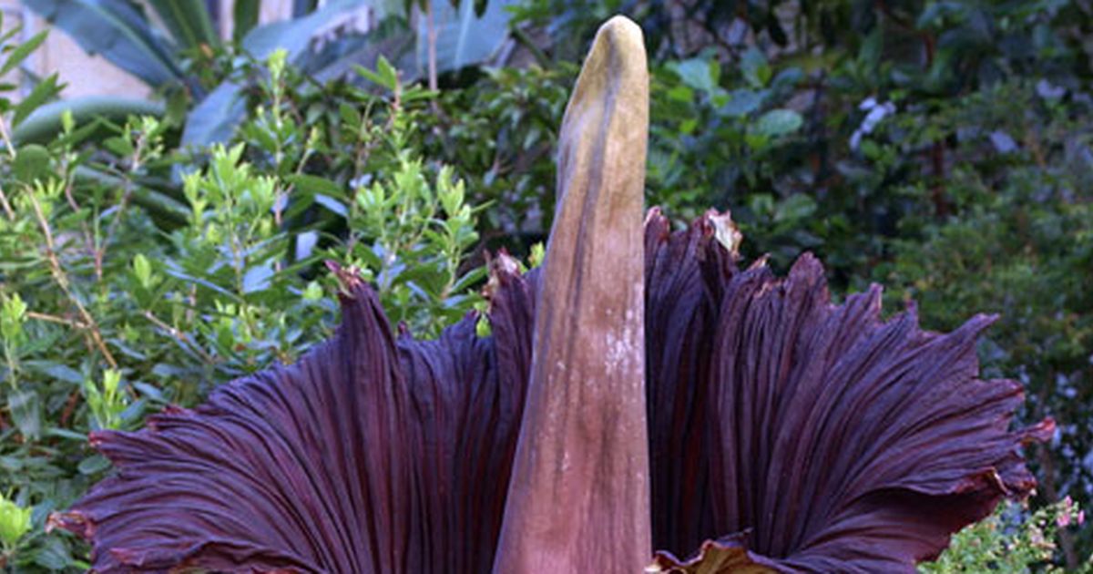 Titan Arum, Flora Endemik Indonesia dengan Bunga Majemuk Terbesar di Dunia