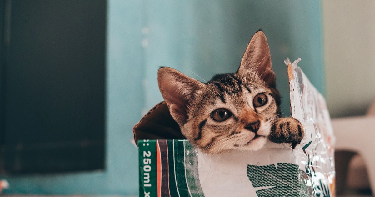 Apakah Bulu Kucing Bisa Menyebabkan Asma? Ini Penjelasan Lengkapnya