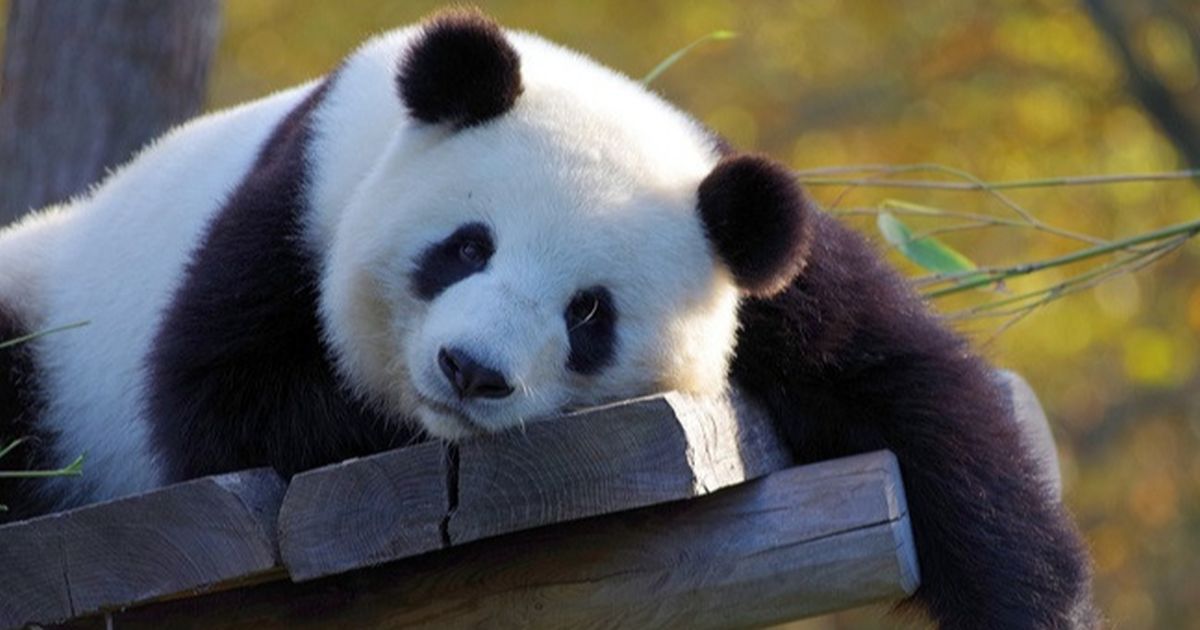 8 Fakta Unik Hewan Panda, Pintar Berkamuflase