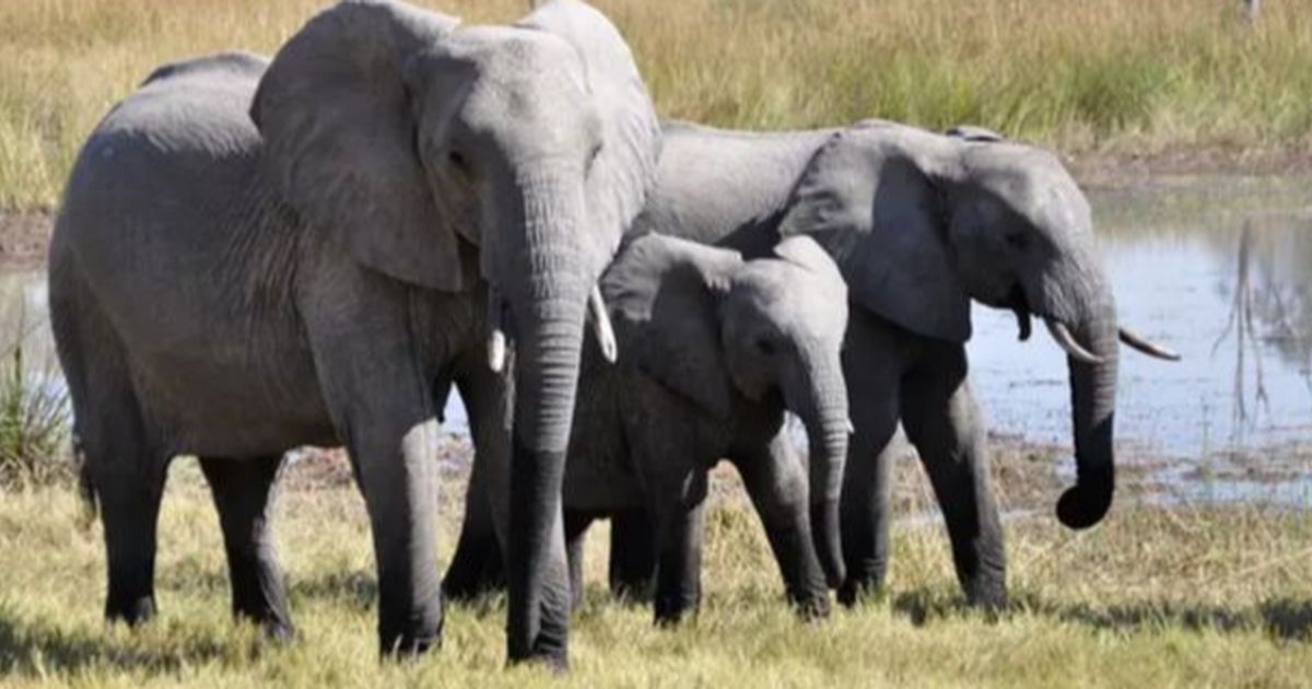 Negara Ini Bakal Bunuh 83 Gajah, 50 Banteng, dan 30 Kudanil Agar Dagingnya Bisa untuk Makan Rakyat yang Kelaparan