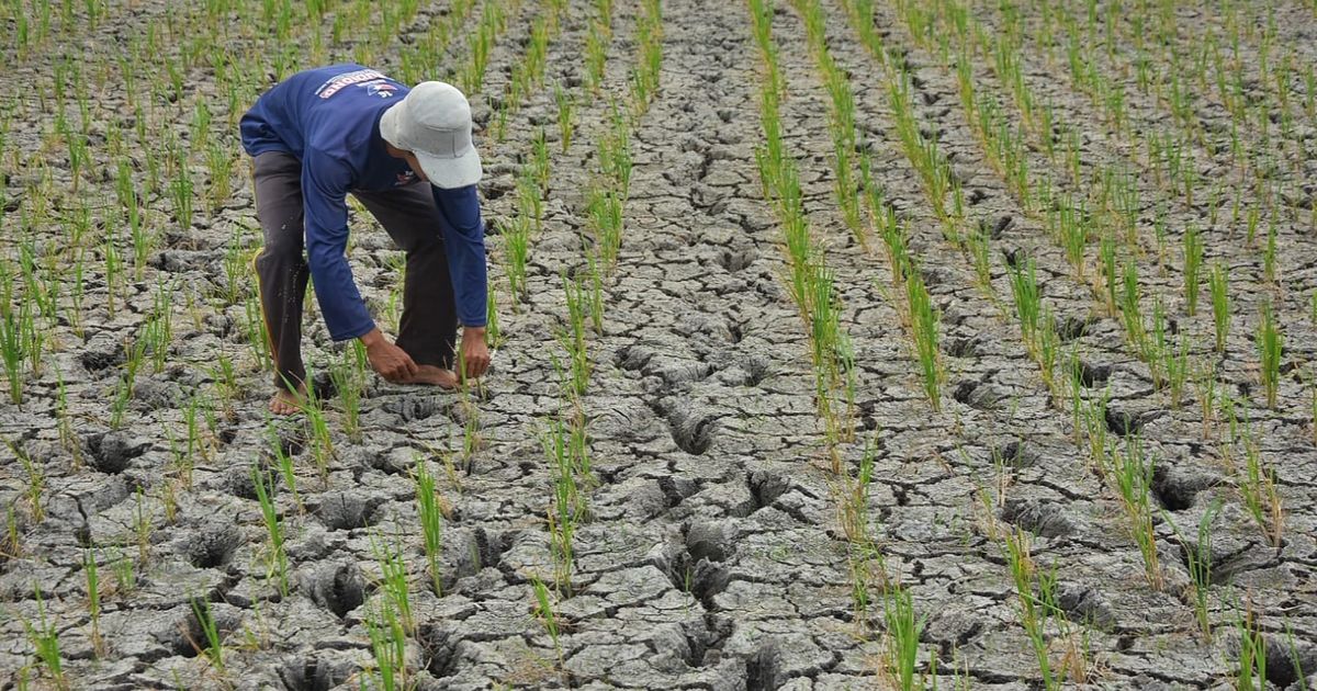 Ribuan Ha Lahan Pertanian Kekurangan Air, Pemkab Bekasi Keluarkan Status Darurat Bencana Kekeringan