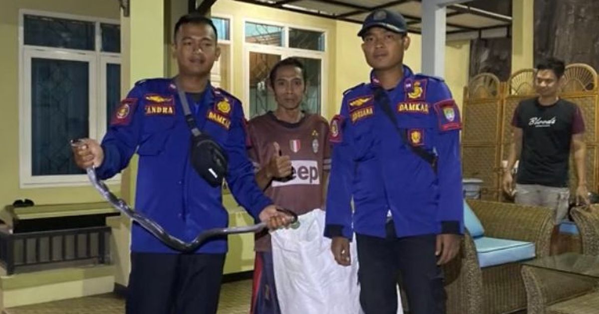 Viral Momen Damkar Bantu Evakuasi Ular Kobra di Rumah Warga, Aksinya Tuai Pujian