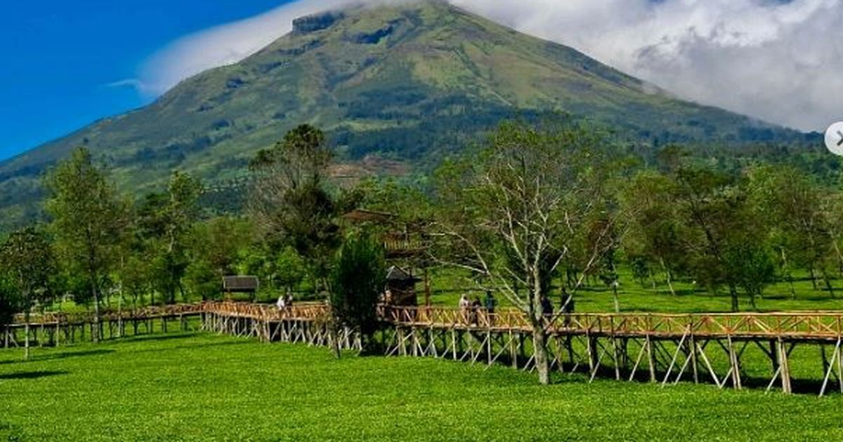 Pesona Kebun Teh Sikatok, Wisata Edukatif di Lereng Gunung Sindoro dan Surga Bagi Pecinta Fotografi