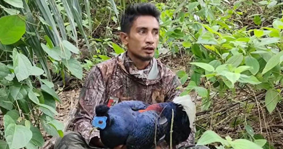 Hanya di Ladang Kelapa Sawit, Pria Ini Menemukan Burung Sempidan Biru kalimantan yang Tampil Eksotis Banyak Diburu Orang