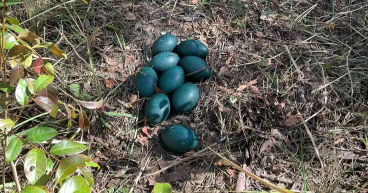 Pegawai Kehutanan Temukan 10 Butir Telur Paling Langka, Mirip Batu dengan Warna Hijau Gelap