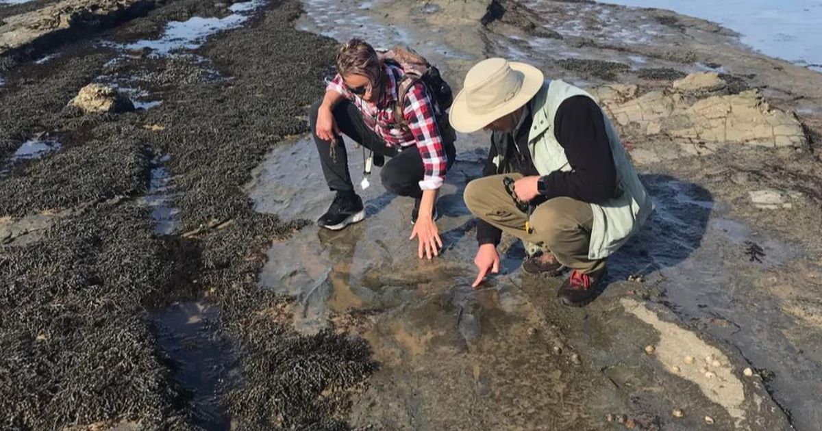 Temuan 18 Jejak Kaki Raksasa Ungkap Dinosaurus Pernah Hidup Dekat Antartika, Ketika Australia Masih Menyatu dengan Kutub Selatan