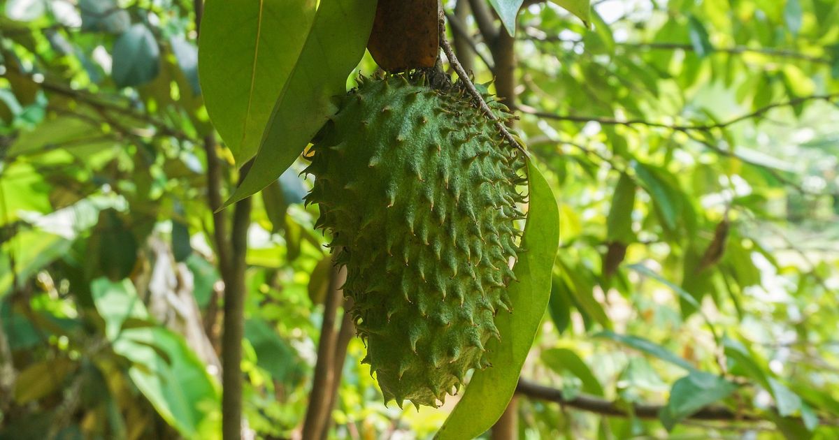 Khasiat Daun Sirsak Untuk Kesehatan Tubuh