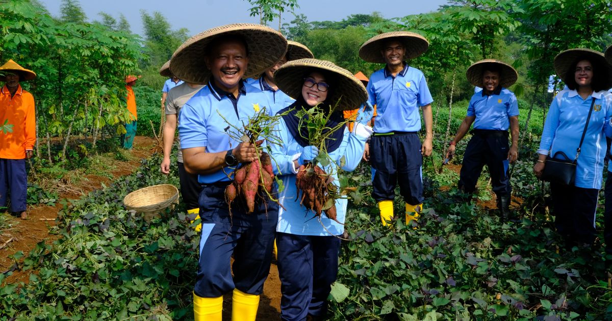 Momen Koopsudnas Panen Raya Jagung hingga Singkong di Bogor