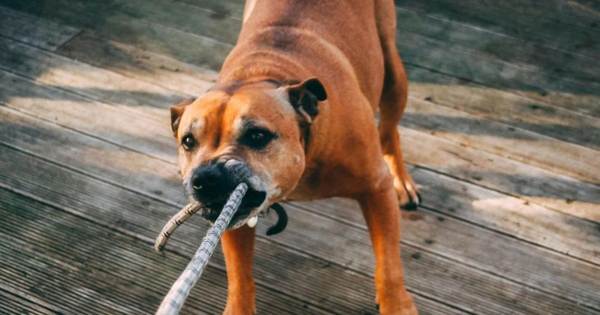 Viral Warga di Semarang Diserang Anjing Hingga Mendapat 12 Luka Jahitan